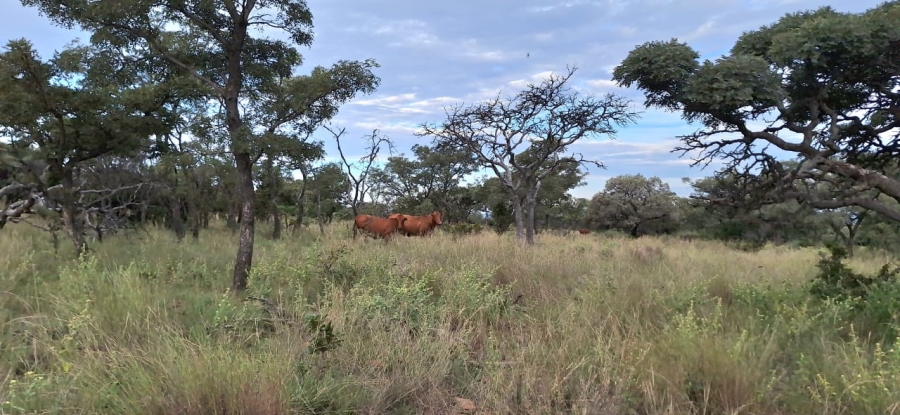 2 Bedroom Property for Sale in Koster North West